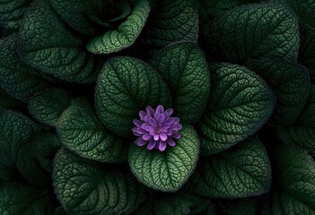Delicate purple bloom nestled amidst deep green, textured foliage