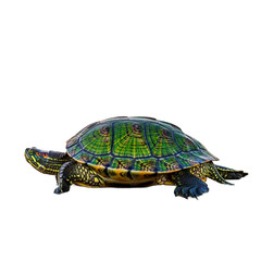 turtle on a white background