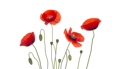 Obraz premium A vibrant bouquet of red poppies standing tall against a stark white background