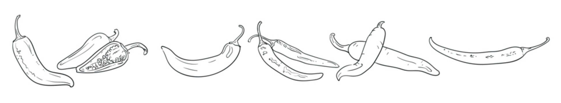green hot pepper outlines vector