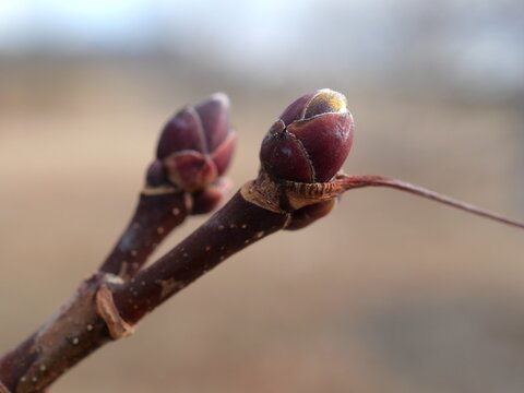 Norway Maple Buds (Acer platanoides) in Early Spring &ndash; Tree Growth Concept