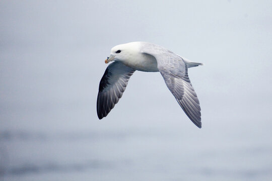 Northern Fulmar, Fulmarus glacialis gliding