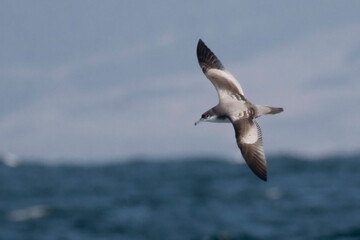 Buller's Shearwater, Puffinus bulleri flying © Harold Stiver