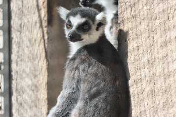 Obraz premium ワオキツネザル