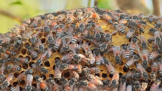 Bee,Bees build their nests in trees in the garden.