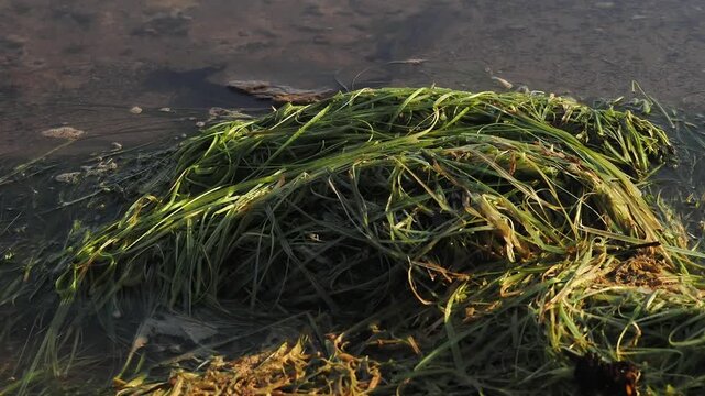 Waterweed there is wind and waves in the reservoir.
