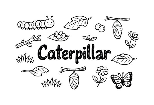Caterpillar. Hand-drawn doodle illustration of Caterpillar. caterpillar, leaf, bite marks, egg, branch,