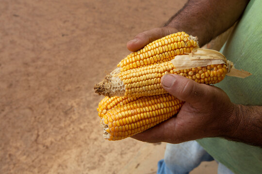 A farmer's hand holding organic heirloom corn in a family farming agroforestry plantation in a degraded area of ​​the Amazon rainforest. Concept of agriculture, farm, environment, ecology, food.