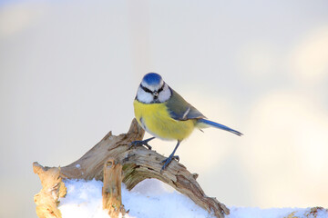  Blaumeise (Cyanistes caeruleus) im Winter 