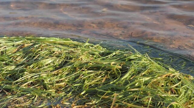 Waterweed there is wind and waves in the reservoir.