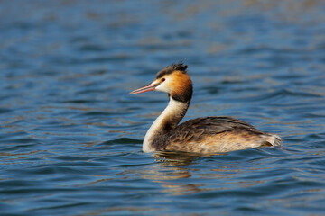 Haubentaucher (Podiceps cristatus) schwimmt im Wasser 