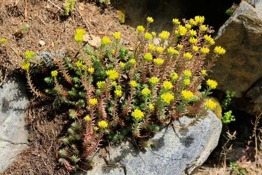  Scharfe Mauerpfeffer (Sedum acre) Pflanze mit gelben Bl&uuml;ten