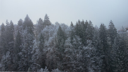 Panoramic aerial shot of a silent coniferous forest submerged in morning fog and hoarfrost © Pablo