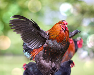 Fototapeta premium Magnificent rooster with vibrant orange and black feathers, wings slightly spread, standing proudly in a bokeh-filled green outdoor setting with other chickens.