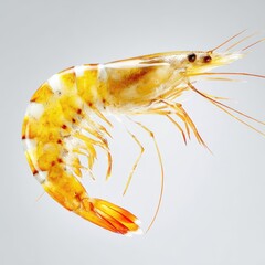 A large shrimp is swimming in clear water with a gray background. Its body shows a mix of colors and details