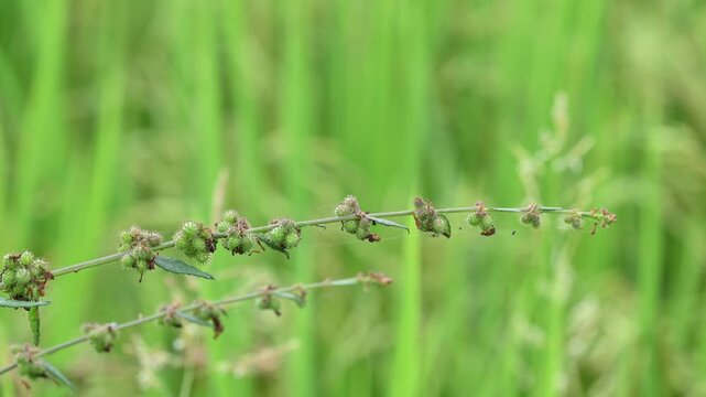 Triumfetta rhomboidea fruits. Its common name is&nbsp;diamond burbark,&nbsp;Chinese bur, and&nbsp;kulutkulutan. It is a shrub that is extensively naturalised in tropical regions. Rice field background.