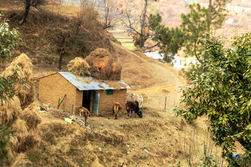 cowshed in a mountain villege 