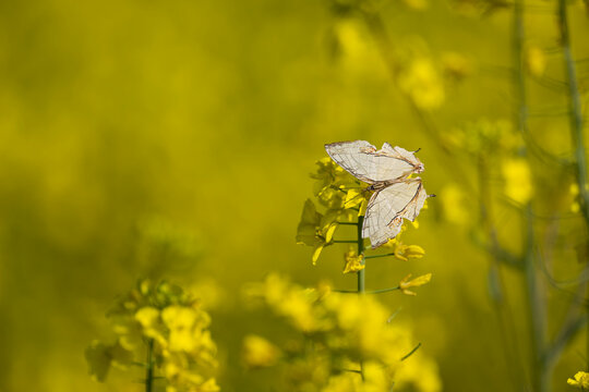 An extreme close-up of the Common Mapwing&rsquo;s head and antennae as it investigates the center of a mustard bloom.