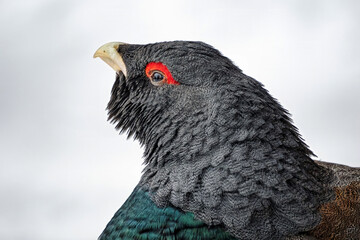 A had of male capercaillie, close-up portrait.