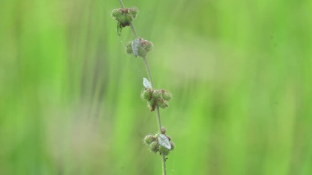 Triumfetta rhomboidea fruits. Its common name is&nbsp;diamond burbark,&nbsp;Chinese bur, and&nbsp;kulutkulutan. It is a shrub that is extensively naturalised in tropical regions. Rice field background.