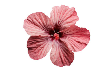 Island Style Flower Lei for Beach Events Isolated on Transparent Background