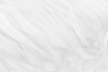 Obraz premium Beautiful white bird feathers pattern texture background.