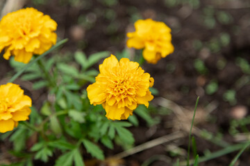 Fototapeta premium Marigold flowers in garden soil natural outdoor plant background. Vibrant Yellow Marigold Flowers in Soil