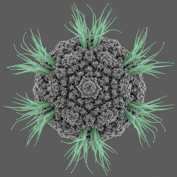 Ion Abrasion Scanning Electron Micrograph of Adenovirus for Virology and Vaccine Development Research