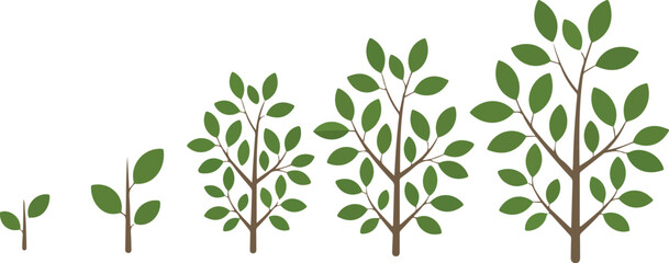 Obraz premium Green Tree Growth Stages Plant Development Life Cycle Vector Illustration
