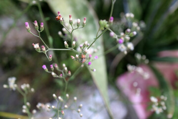 Bees Pollinating Small Garden Flowers