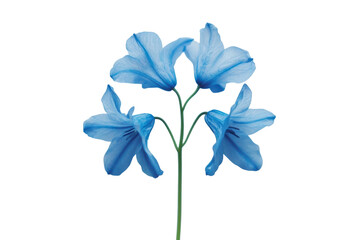 Botanical Bluebell Flower isolated on transparent background