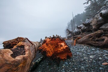 Red oak  trees on the beach