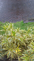 Variegated garden shrubs by lawn and wet brick pavement