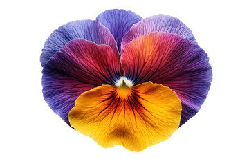 Top Perspective Pansy Flower isolated on transparent background