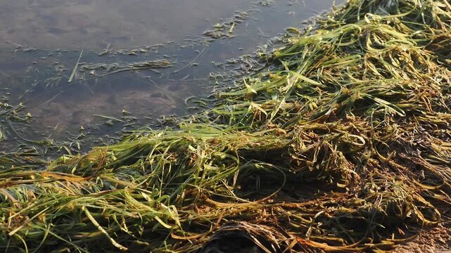 Waterweed there is wind and waves in the reservoir.
