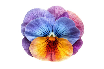 Purple Pansy Flower isolated on transparent background