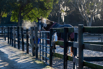 A horse with two different eyes in the cold Florida morning light