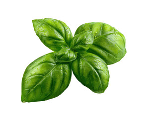 Glossy basil leaves with tiny water droplets on a pure black background