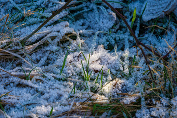Fototapeta premium Frost crystals on grass and forest floor