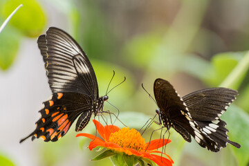 An amazing close up side view of beautiful Common Mormon (Papilio polytes) butterfly male female pair, seated on the flower, in a blurred background with beautiful pattern, Bankura, West Bengal, India © Shubhrojyoti