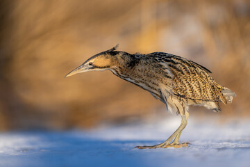 Great bittern bird ( Botaurus stellaris ) close up