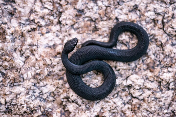 Obraz premium Black snake coiled on textured tree bark, wildlife close-up with natural camouflage and detailed scale pattern.