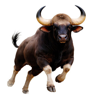 A wild gaur running on a transparent background.