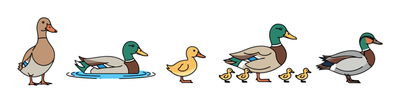 Set of cute cartoon duck illustrations featuring male mallards, a female duck, and yellow ducklings in various poses including standing, swimming, and walking with family