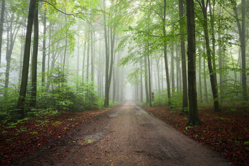 Obraz premium Misty morning in the green forest