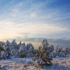 wide winter fir tree forest glade in snow under blue cloudy sky © Yuriy Kulik