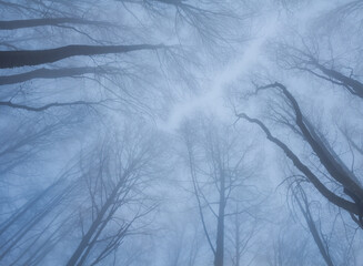 quiet winter forest  in dense mist on  blue sky background © Yuriy Kulik