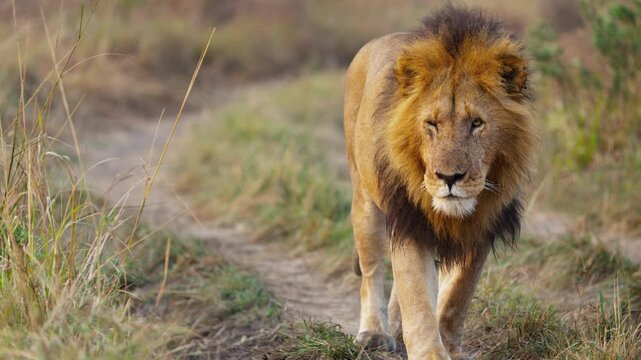 Beautiful male lion walking in early morning in African savannah