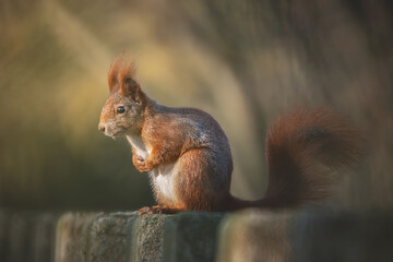 Eichh&ouml;rnchen auf der Mauer