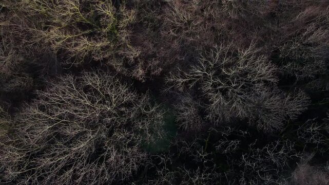 Top Down Rising Drone Spin Over Bare Winter Trees in Bulskampveld Forest, Belgium | FlyLens